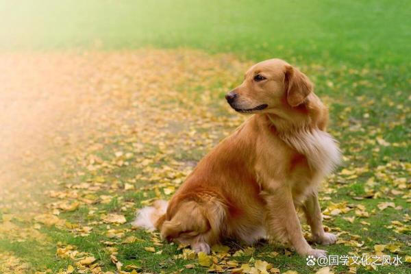 生肖狗今日运势